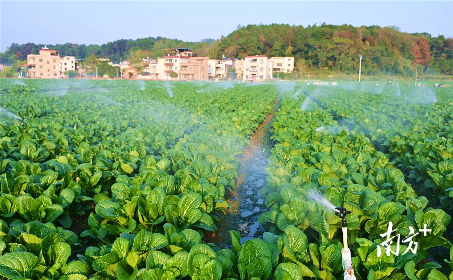 田間裝上“智慧腦”，連州菜心長出科技“芯”
