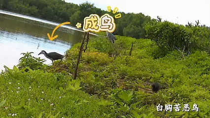 藏不住了！用科技解鎖大灣區中央溼地萌態圖鑑