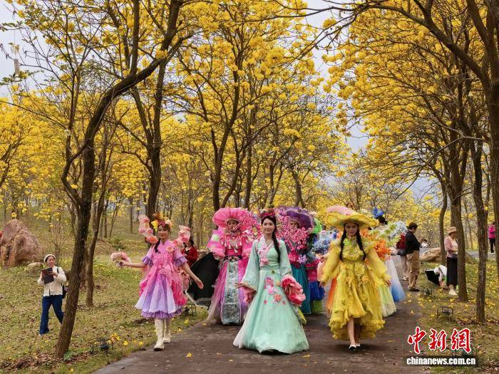 廣西南寧青秀山黃花風鈴旅遊季啟幕