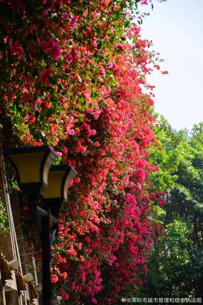 戴口罩！關閉門窗！今年提前“殺到”，多人中招！深圳網友：臉都腫了