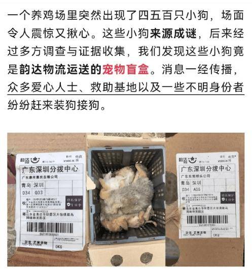 快遞面單上沒寫“這是生命”：青島膠州，一場400只幼犬無法抵達的運輸