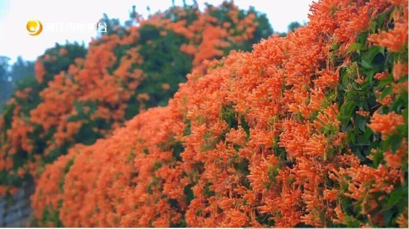 收藏！泉州春日賞花去哪裡？花期+地址全攻略