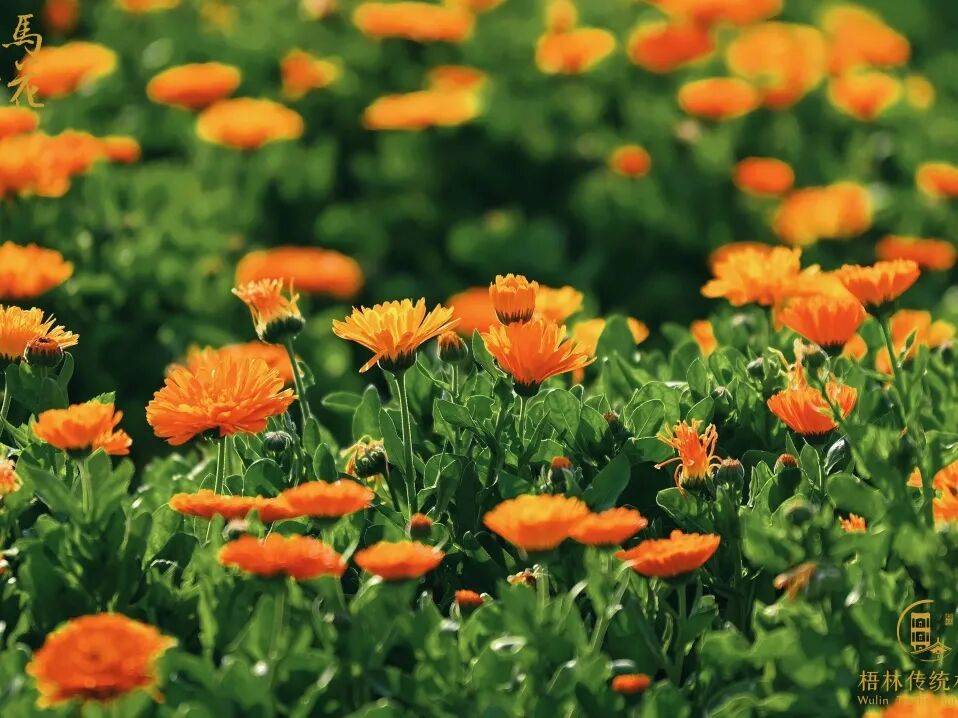 收藏！泉州春日賞花去哪裡？花期+地址全攻略