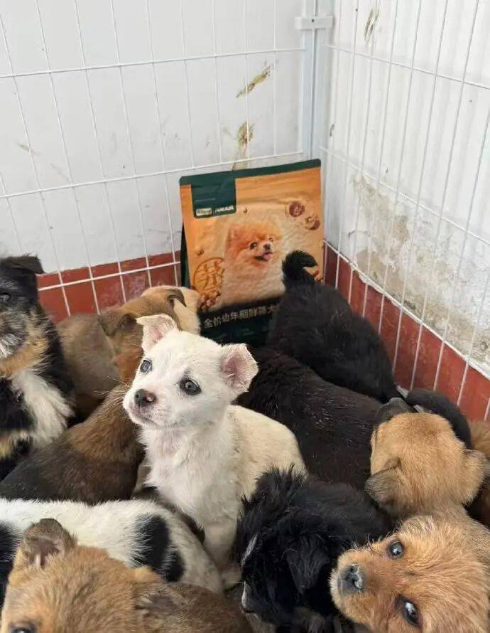 快遞面單上沒寫“這是生命”：青島膠州，一場400只幼犬無法抵達的運輸