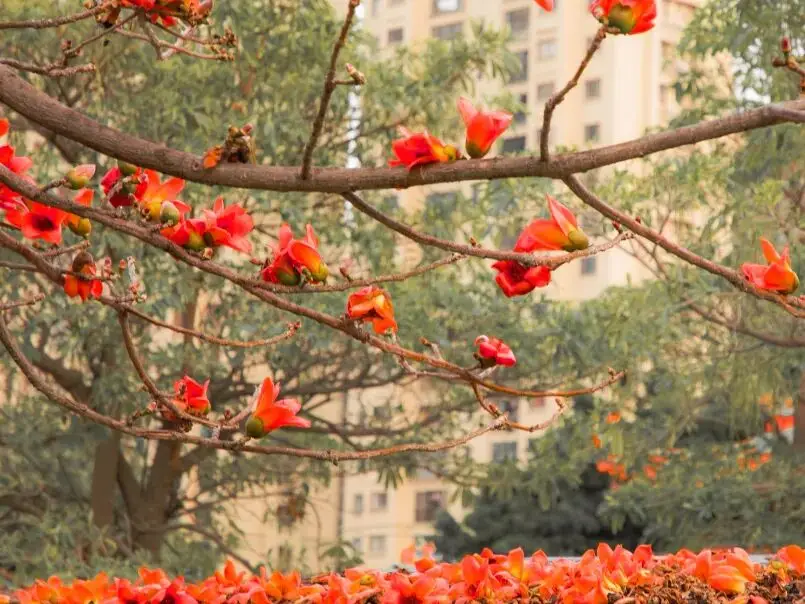 收藏！泉州春日賞花去哪裡？花期+地址全攻略