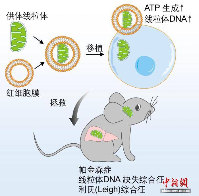 安全高效“快遞”健康膠囊 中國科學家研發重大疾病全新治療方案