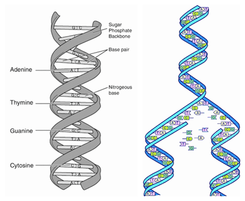 歐洲行（112）漫步劍橋：一座大學城的千年學術星空