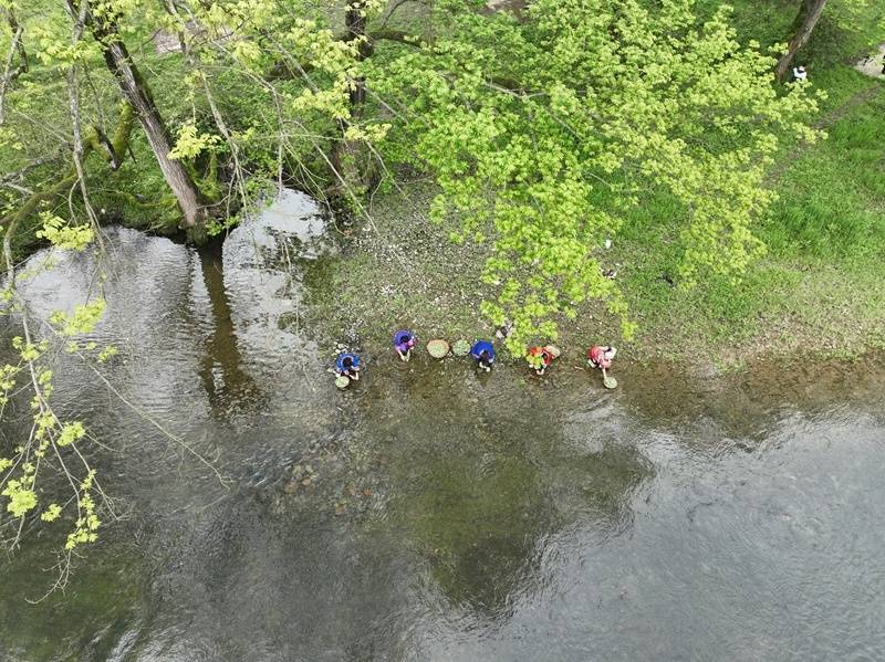 貴州松桃：清明時節 傳統美食清明粑受歡迎